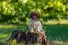 Lagotto Romagnolo Welpen Sachsen Schleswig Holstein Lüneburg Celle Sachsen Anhalt