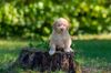 Lagotto Romagnolo Welpen Sachsen Schleswig Holstein Lüneburg Celle Sachsen Anhalt