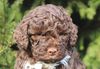 Lagotto Welpe abzugeben Kassel Göttingen Lüneburger Heide Züchter braunschimmel