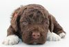 Lagotto Welpen abzugeben Lagotto Züchter mit Welpen Ahnentafel Papieren Sachsen Sachsen Anhalt Niedersachsen Schleswig Holstein 