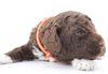 Lagotto Welpen abzugeben Lagotto Züchter mit Welpen Ahnentafel Papieren Sachsen Sachsen Anhalt Niedersachsen Schleswig Holstein 