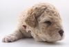 Lagotto Welpen abzugeben Lagotto Züchter mit Welpen Ahnentafel Papieren Sachsen Sachsen Anhalt Niedersachsen Schleswig Holstein 