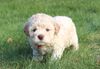 Lagotto Welpe abzugeben Kassel Göttingen Lüneburger Heide Züchter braunschimmel