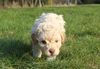 Lagotto Welpe abzugeben Kassel Göttingen Lüneburger Heide Züchter braunschimmel