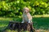 Lagotto Romagnolo Welpen Sachsen Schleswig Holstein Lüneburg Celle Sachsen Anhalt