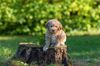 Lagotto Romagnolo Welpen Sachsen Schleswig Holstein Lüneburg Celle Sachsen Anhalt