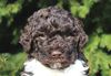 Lagotto Welpe abzugeben Kassel Göttingen Lüneburger Heide Züchter braunschimmel