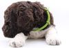 Lagotto Welpen abzugeben Lagotto Züchter mit Welpen Ahnentafel Papieren Sachsen Sachsen Anhalt Niedersachsen Schleswig Holstein 