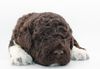 Lagotto Welpen abzugeben Lagotto Züchter mit Welpen Ahnentafel Papieren Sachsen Sachsen Anhalt Niedersachsen Schleswig Holstein 