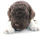 Lagotto Welpen abzugeben Lagotto Züchter mit Welpen Ahnentafel Papieren Sachsen Sachsen Anhalt Niedersachsen Schleswig Holstein 