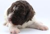 Lagotto Welpe abzugeben Züchter mit Ahnentafel Papieren Sachsen Sachsen Anhalt Niedersachsen Schleswig Holstein 