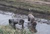 Welpenplanung Lagotto Sommer 2025 Herbst 2025