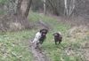 Welpenplanung Lagotto braun orange Welpe abzugeben 