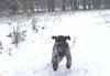 Lagotto Welpe abzugeben Kassel Göttingen Lüneburger Heide Züchter braunschimmel