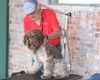 Geld sparen Frisur Lagotto Friseur