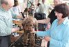 Wie halte ich Lagotto filzfrei Pflege Lagotto Lagotto richtig schneiden