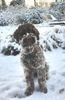 Lagotto Welpe abzugeben Kassel Göttingen Lüneburger Heide Züchter braunschimmel