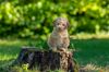 Lagotto Romagnolo Welpen Sachsen Schleswig Holstein Lüneburg Celle Sachsen Anhalt