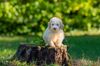 Lagotto Romagnolo Welpen Sachsen Schleswig Holstein Lüneburg Celle Sachsen Anhalt