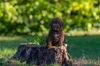 Lagotto Romagnolo Welpen Sachsen Schleswig Holstein Lüneburg Celle Sachsen Anhalt